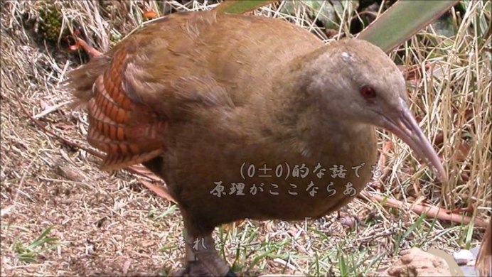 Австралийский Пастушок / Lewinia pectoralis