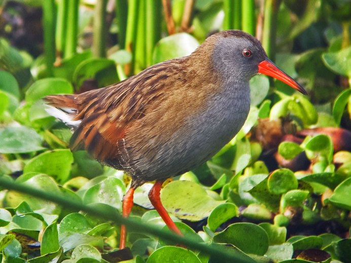 Лесной Пастушок птица