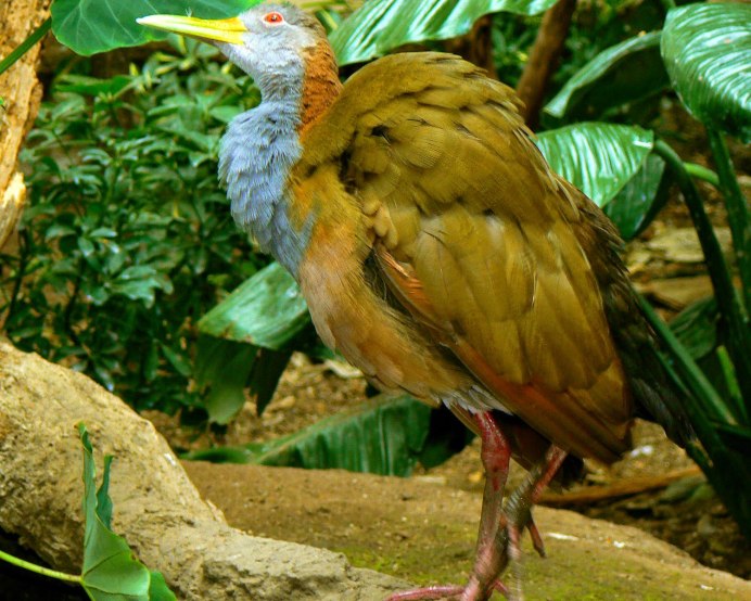 Картина Писсарро пастушка