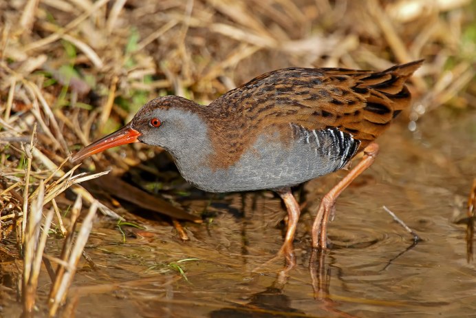 Веерохвостые птицы представители