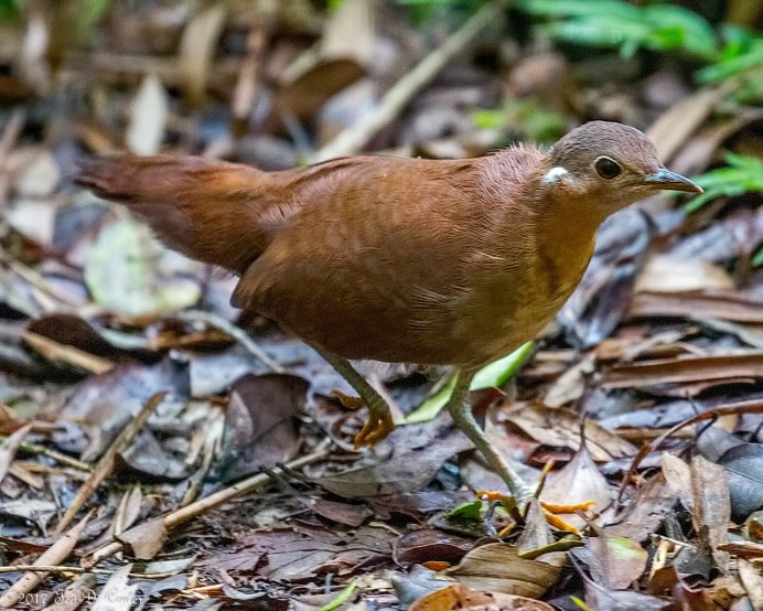Птица семейства пастушковых 8