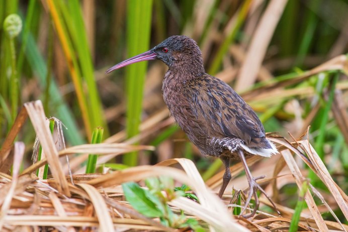 Мадагаскарский Пастушок