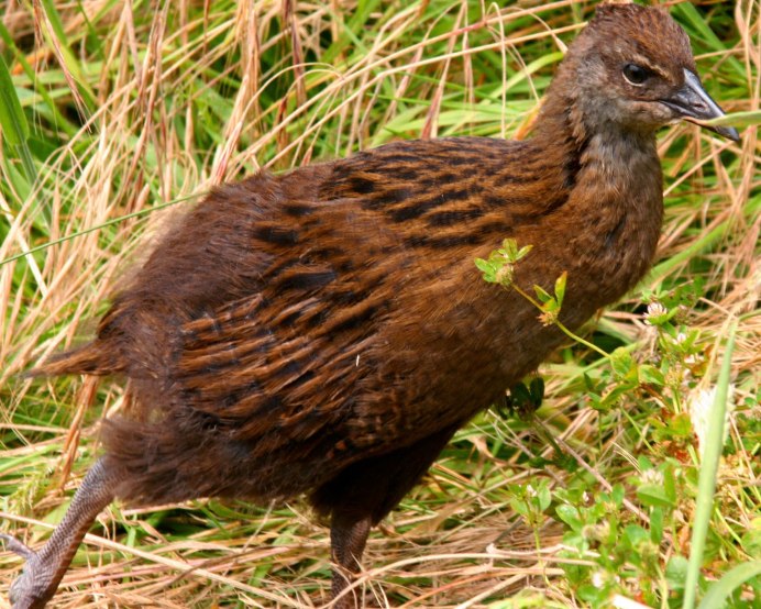 Abrothallus caerulescens