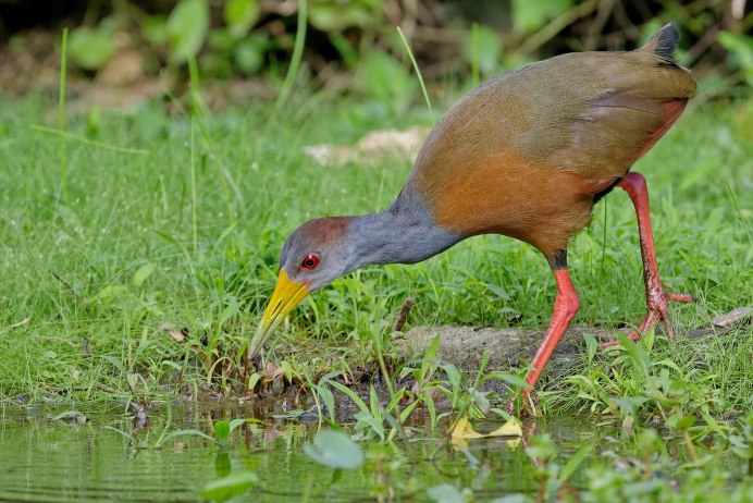 Лесной Пастушок Бразилия