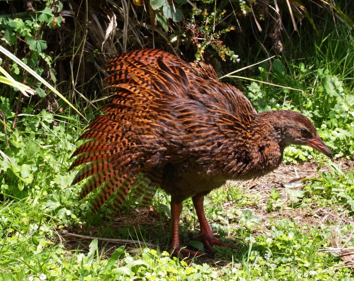 Восточный Пастушок-Трескун