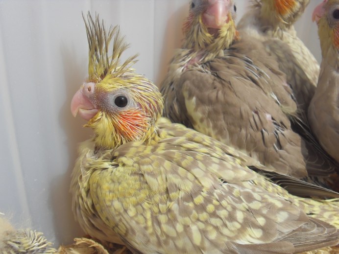 Корелла самец природник
