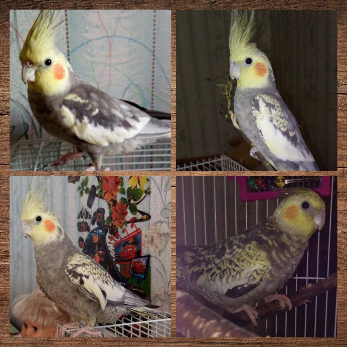 Самки кореллы лютино