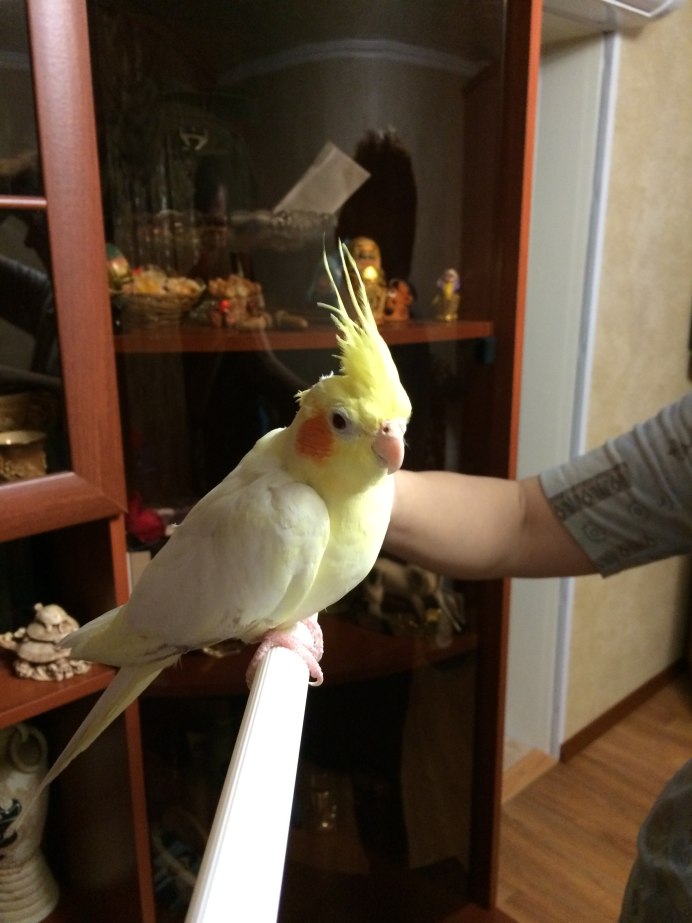 Карета попугай