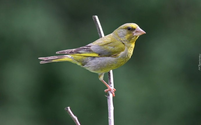Зеленушка (Chloris Chloris)