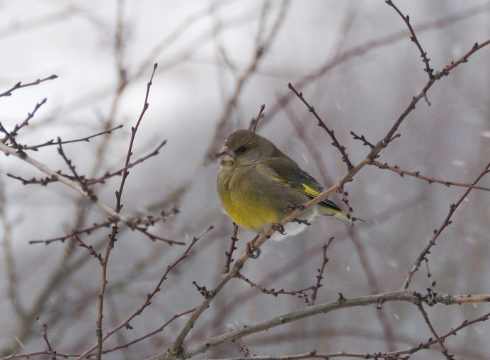 Желтогрудая овсянка