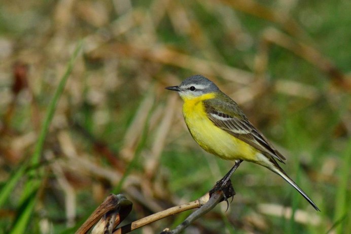 Красногрудая трясогузка