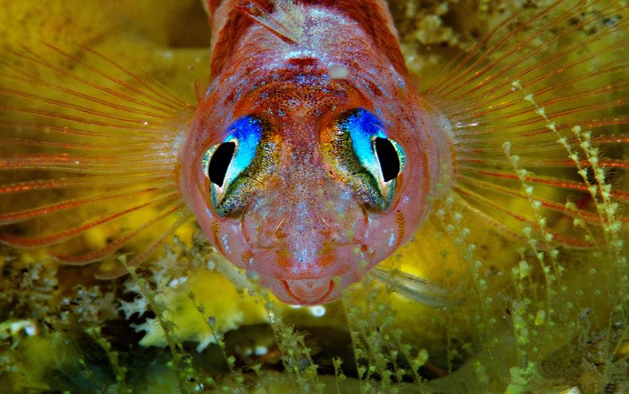 Хромис зеленый Chromis viridis