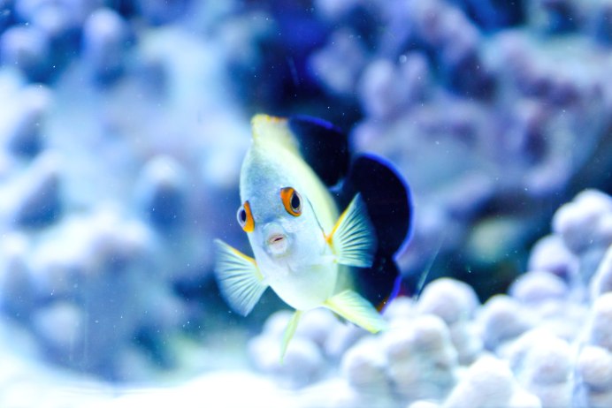 Diodon holocanthus