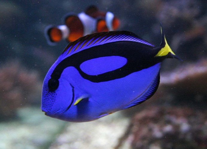 Acanthurus leucosternon