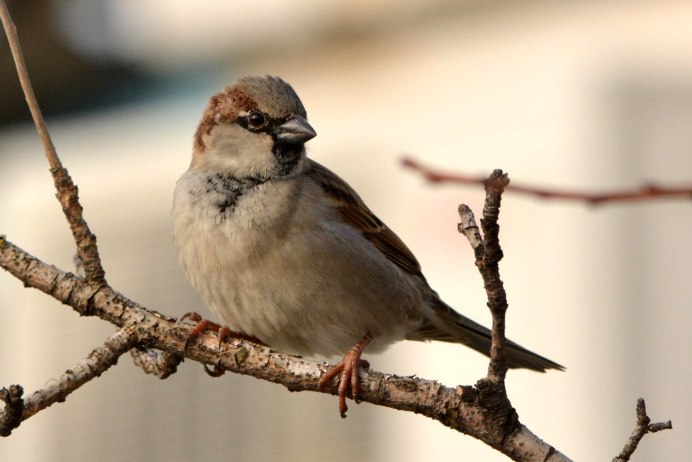 Галка (Coloeus monedula)