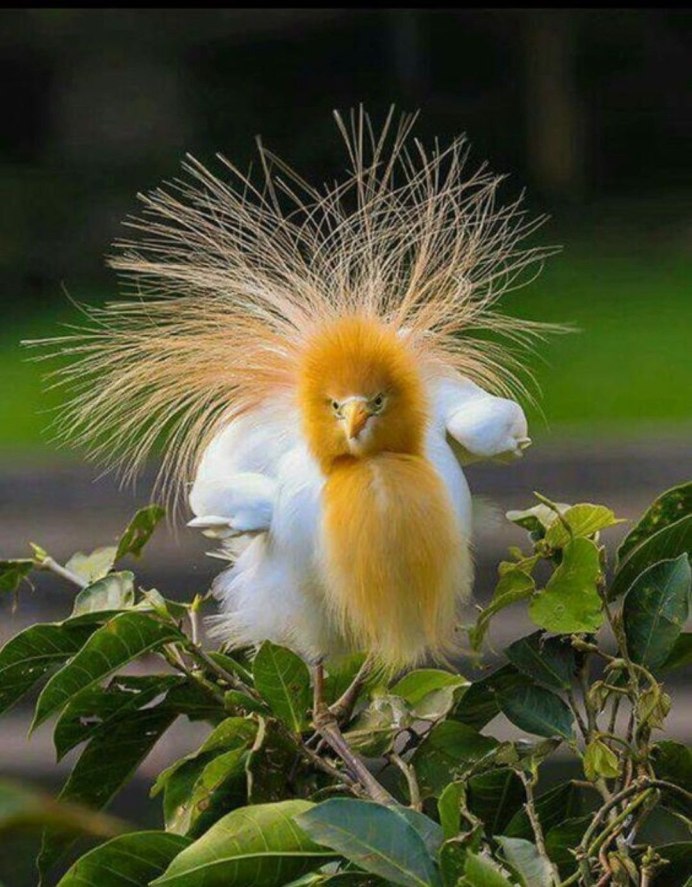 Удивительные птицы