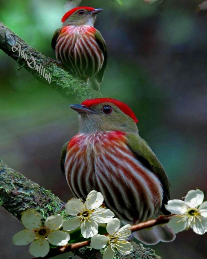 Природа птицы