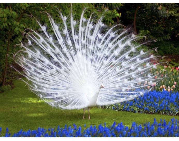 Павлин альбинос распускает хвост