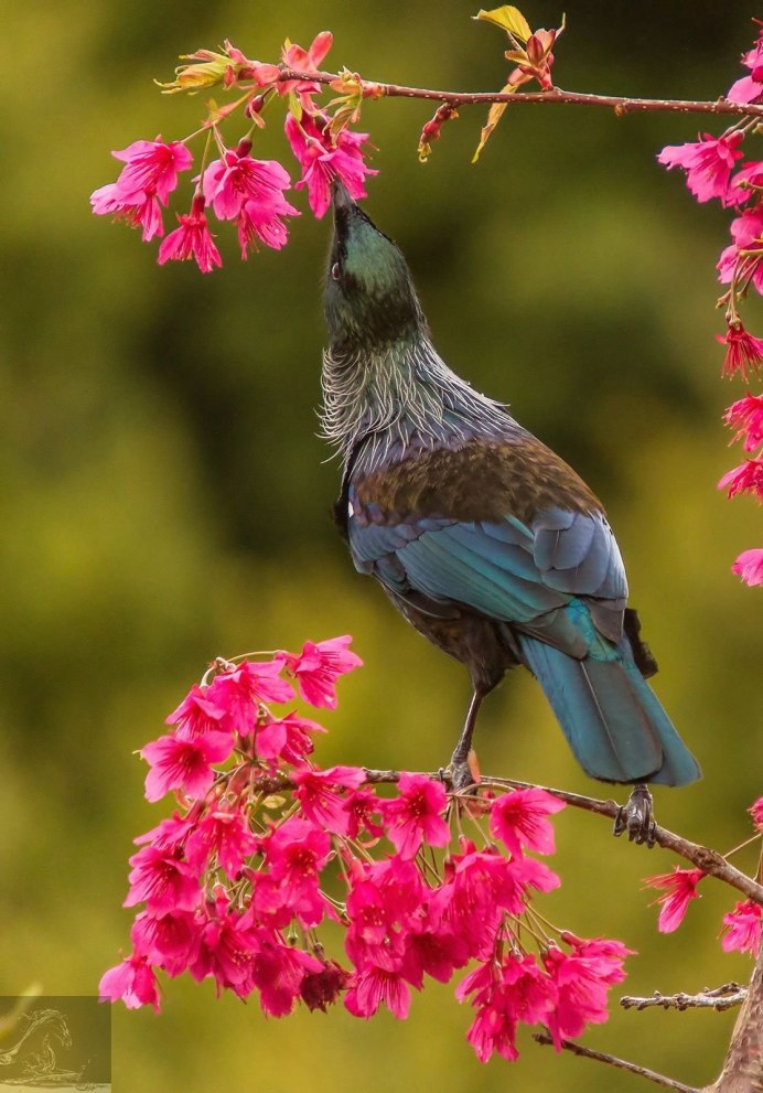 Прекрасные птицы