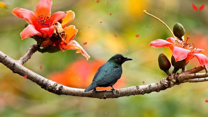 Красивые птицы на дереве