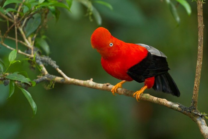 Андский скальный петушок