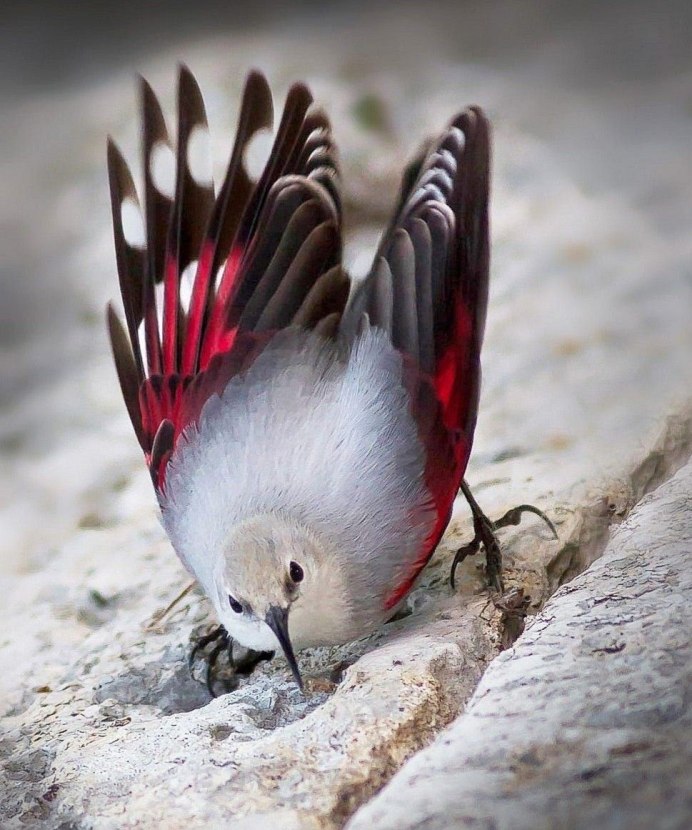 Самые красивые птицы Японии