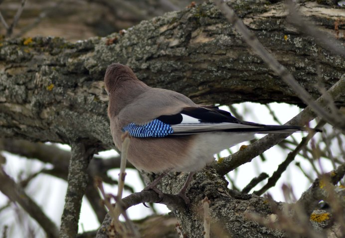 Сойка пересмешница птица
