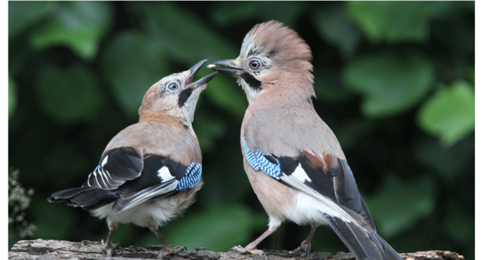 Запасливые птицы