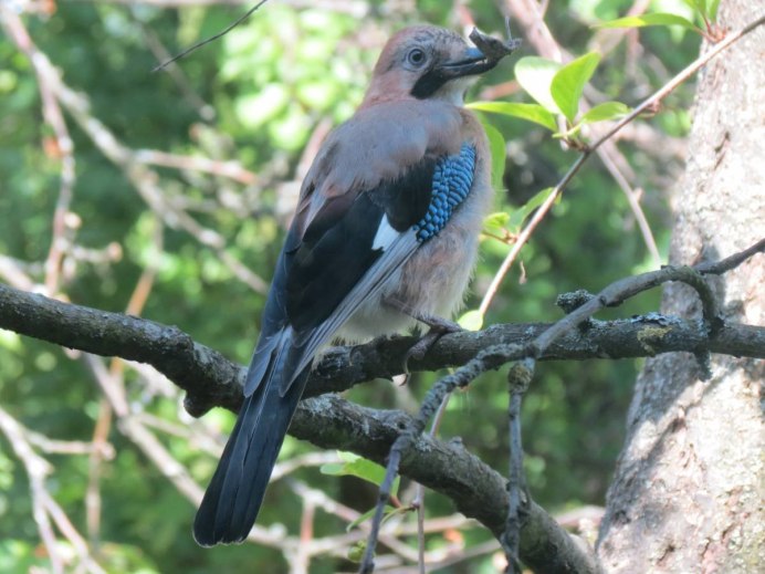 Птенец сойки