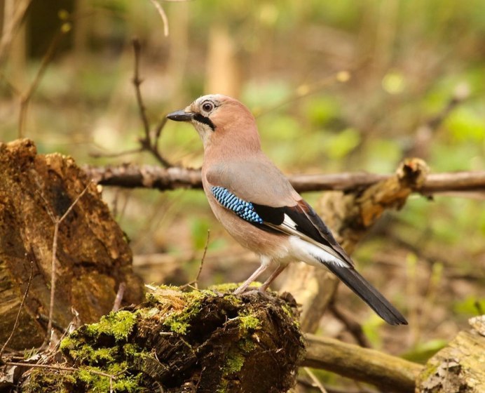 Сойка пересмешница птица самка