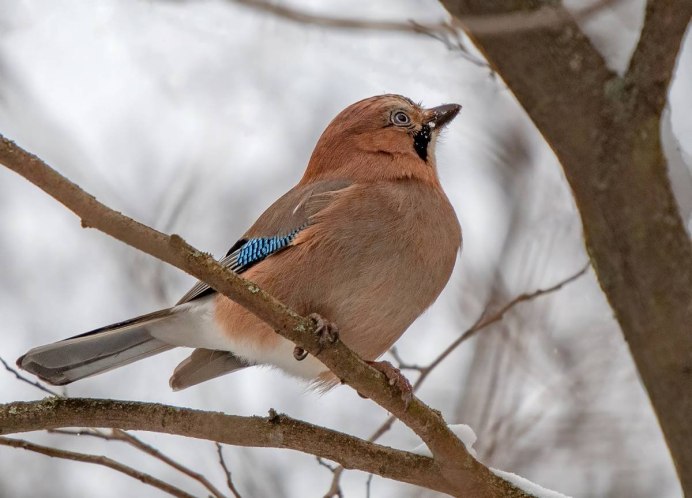 Сойка птица самка