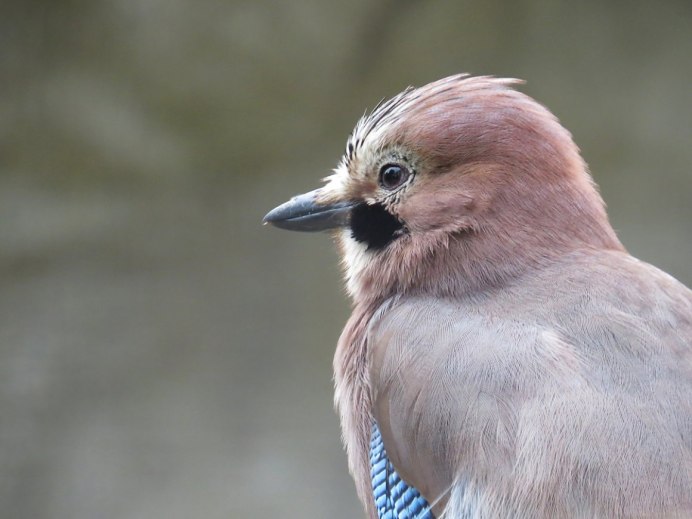 Сойка garrulus glandarius l.