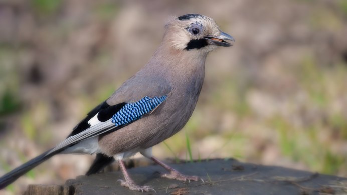 Сойка птица самец и самка