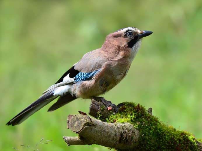 Сойка обыкновенная самка