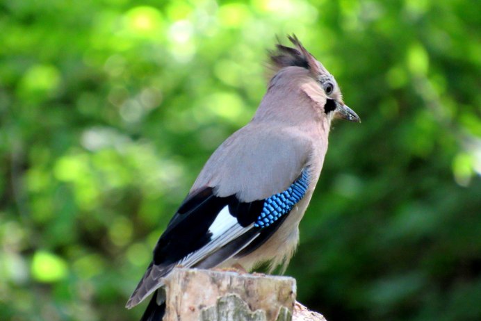 Garrulus glandarius Laubmann