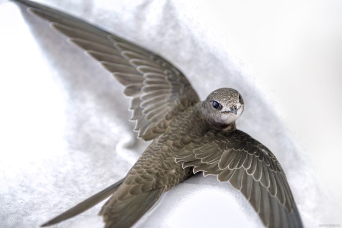 APUS affinis — малый Стриж