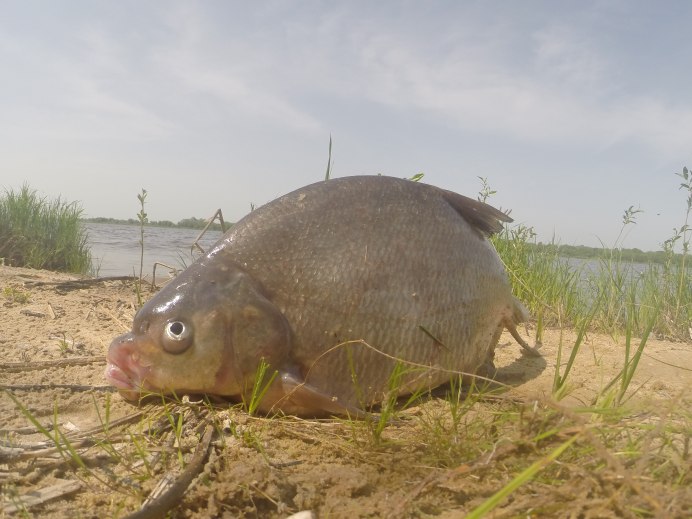 Лещ обыкновенный Abramis brama