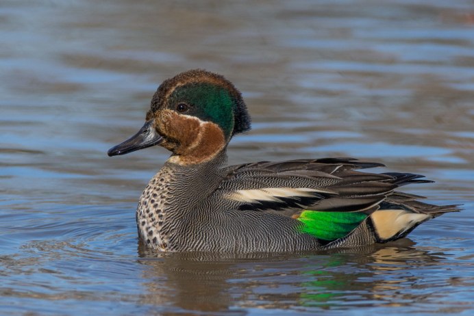 Утки чирок свистунок