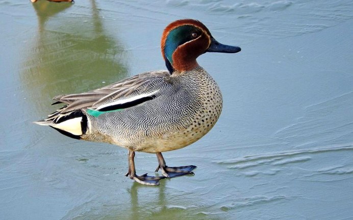 Чирок свистунок самка