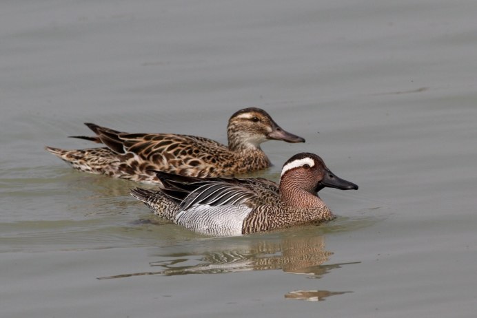 Утка чирок трескунок