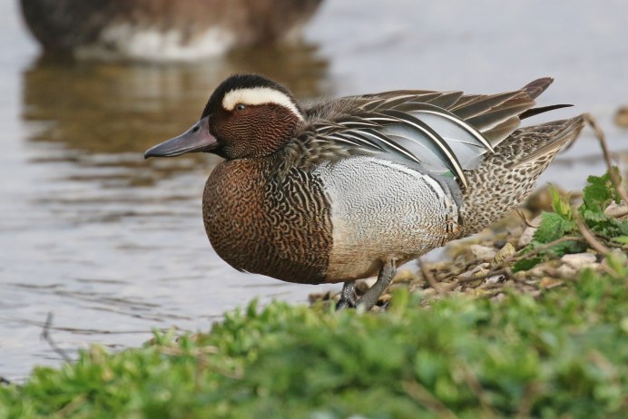 Чирок КЛОКТУН