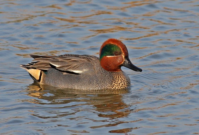 Чирок-свистунок с утятами