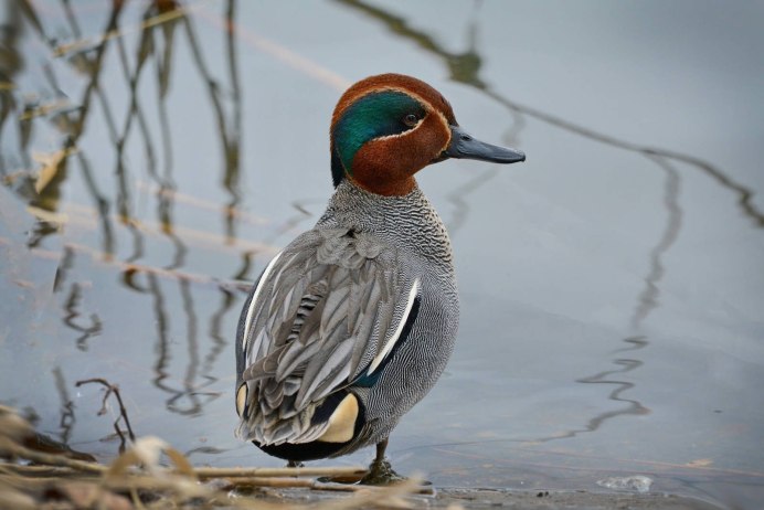 Чирок свистунок самка