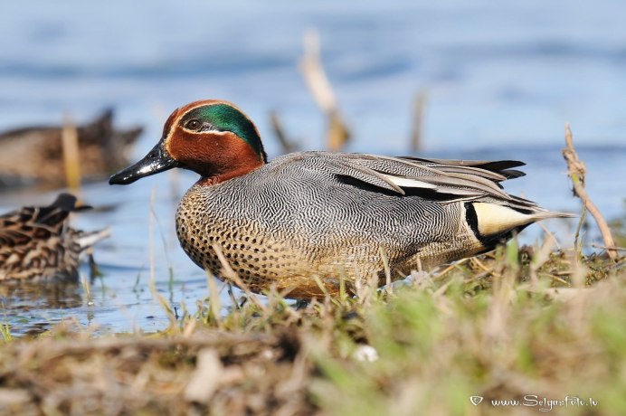Чирок трескунок яйца