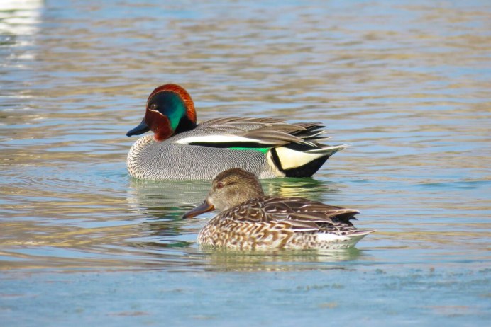 Утка чирок свистунок