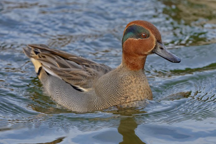 Чирок свистунок самец