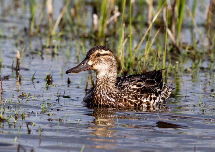 Чирок-свистунок с утятами