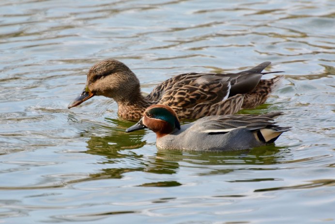 Утка чирок трескунок