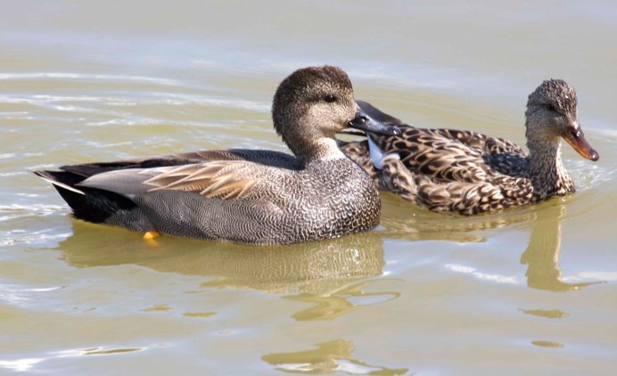 Anas querquedula утёнок