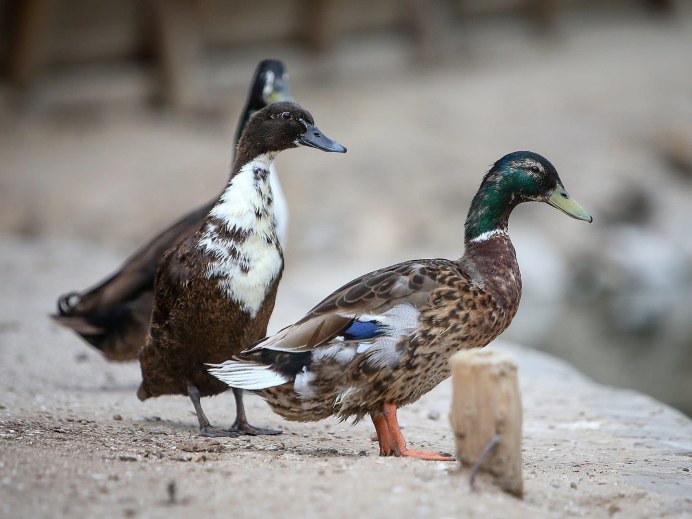 Птица чирок свистунок